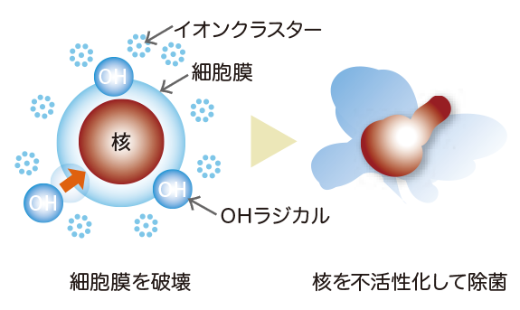 除菌のメカニズム